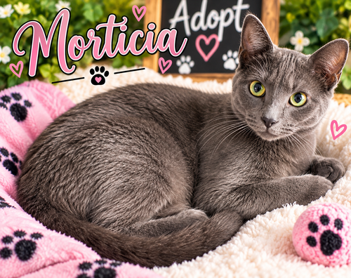 Morticia, Domestic Short Hair