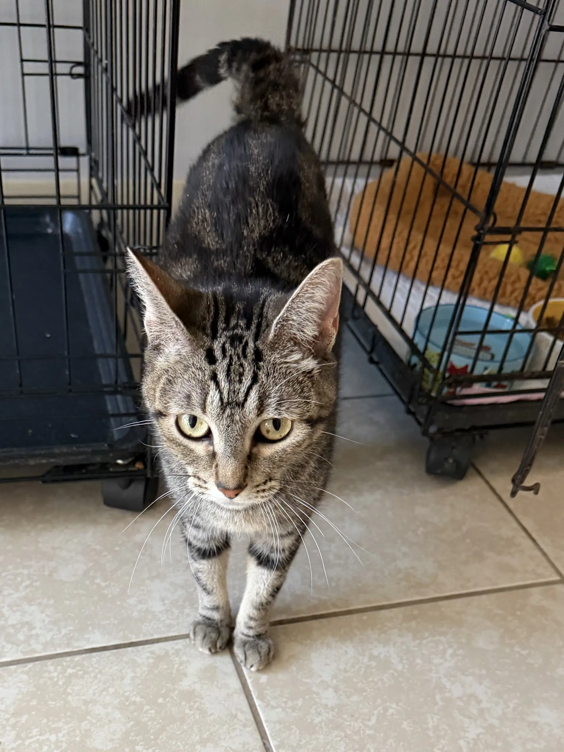 Silverstorm - Domestic Short Hair