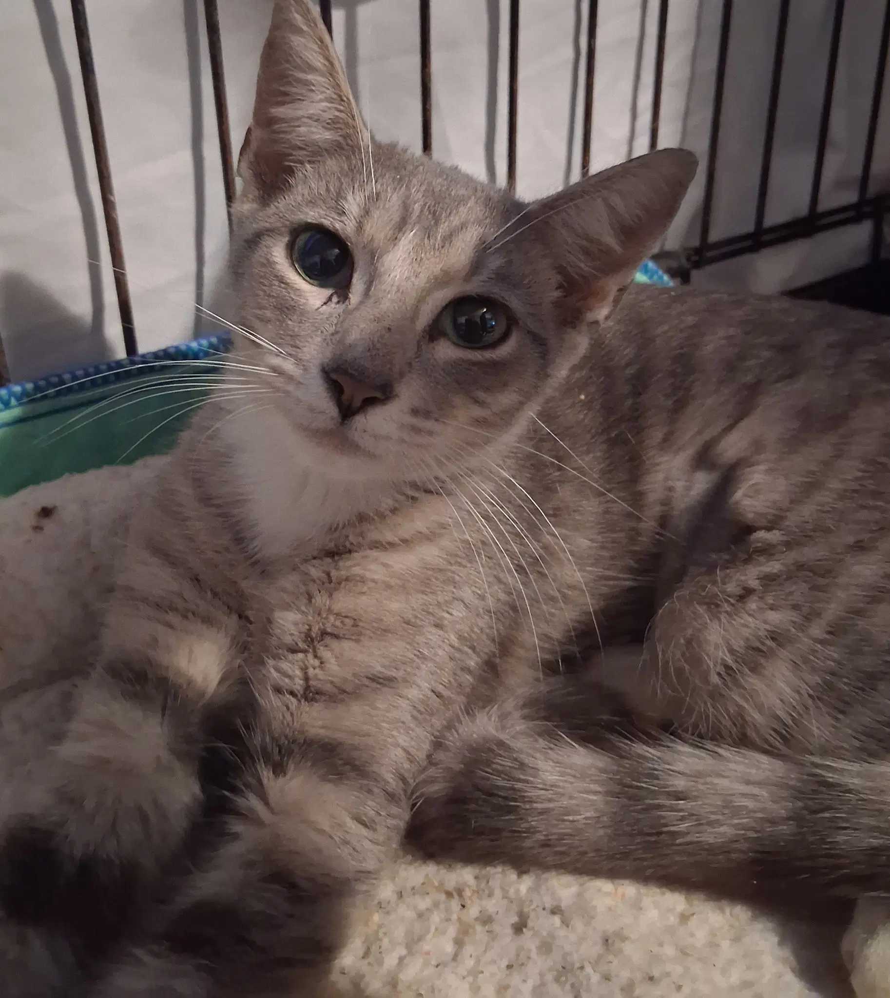 Oliwia - Domestic Short Hair