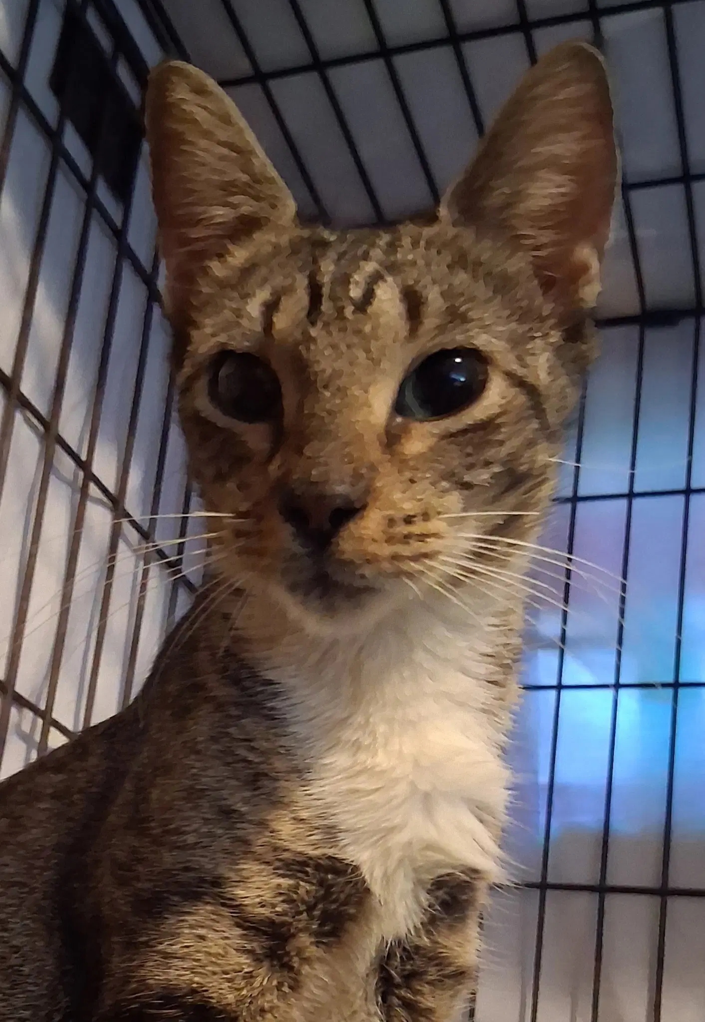 Zuzanna - Domestic Short Hair
