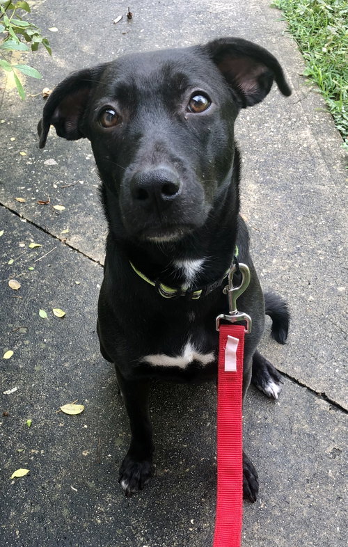 Sammy, an adoptable Labrador Retriever in Melbourne, FL