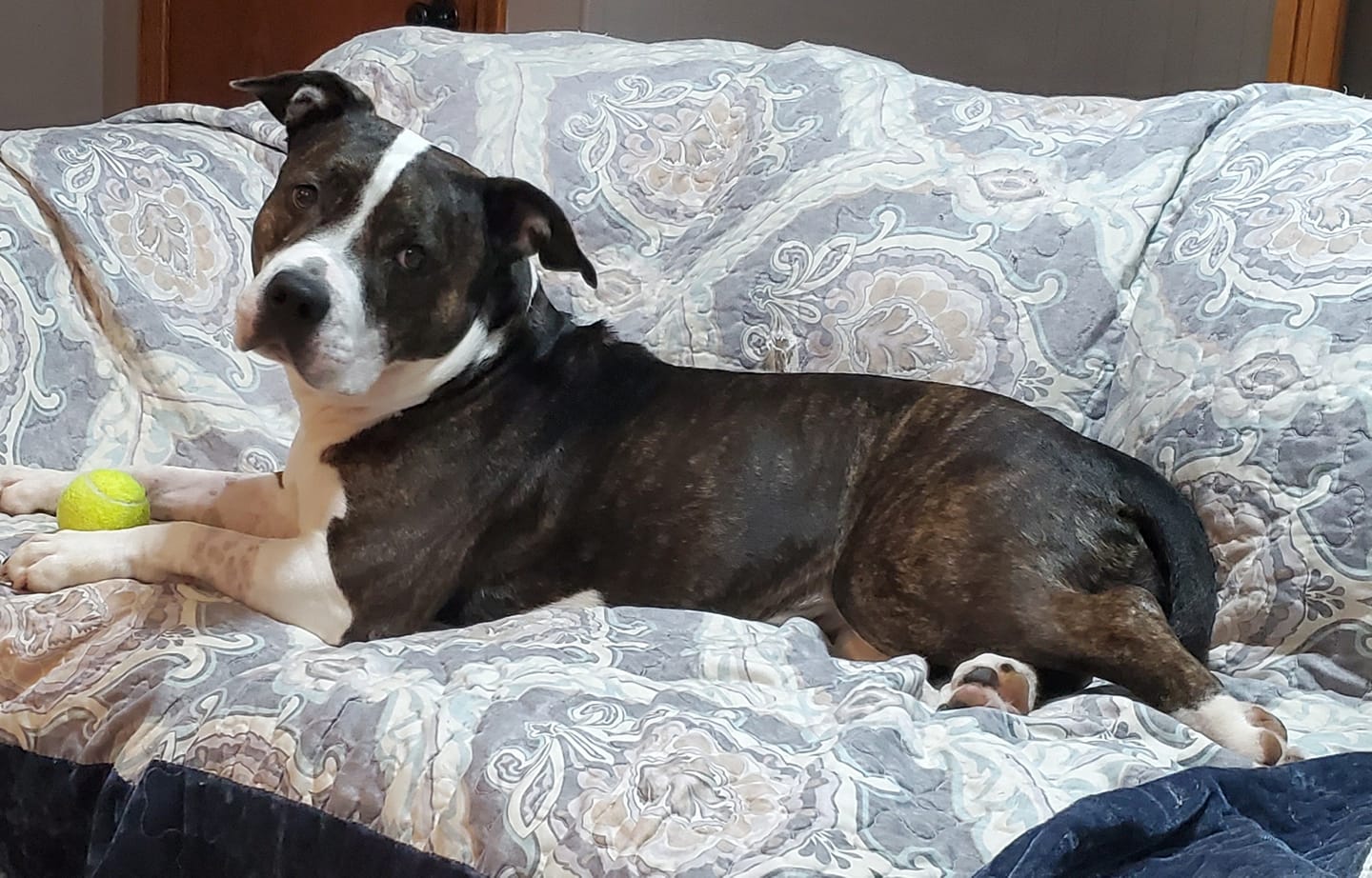 adoptable Dog in Crete, IL named Doula