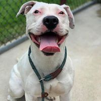 adoptable Dog in Crete, IL named Aura