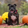 adoptable Dog in Crete, IL named Puppy