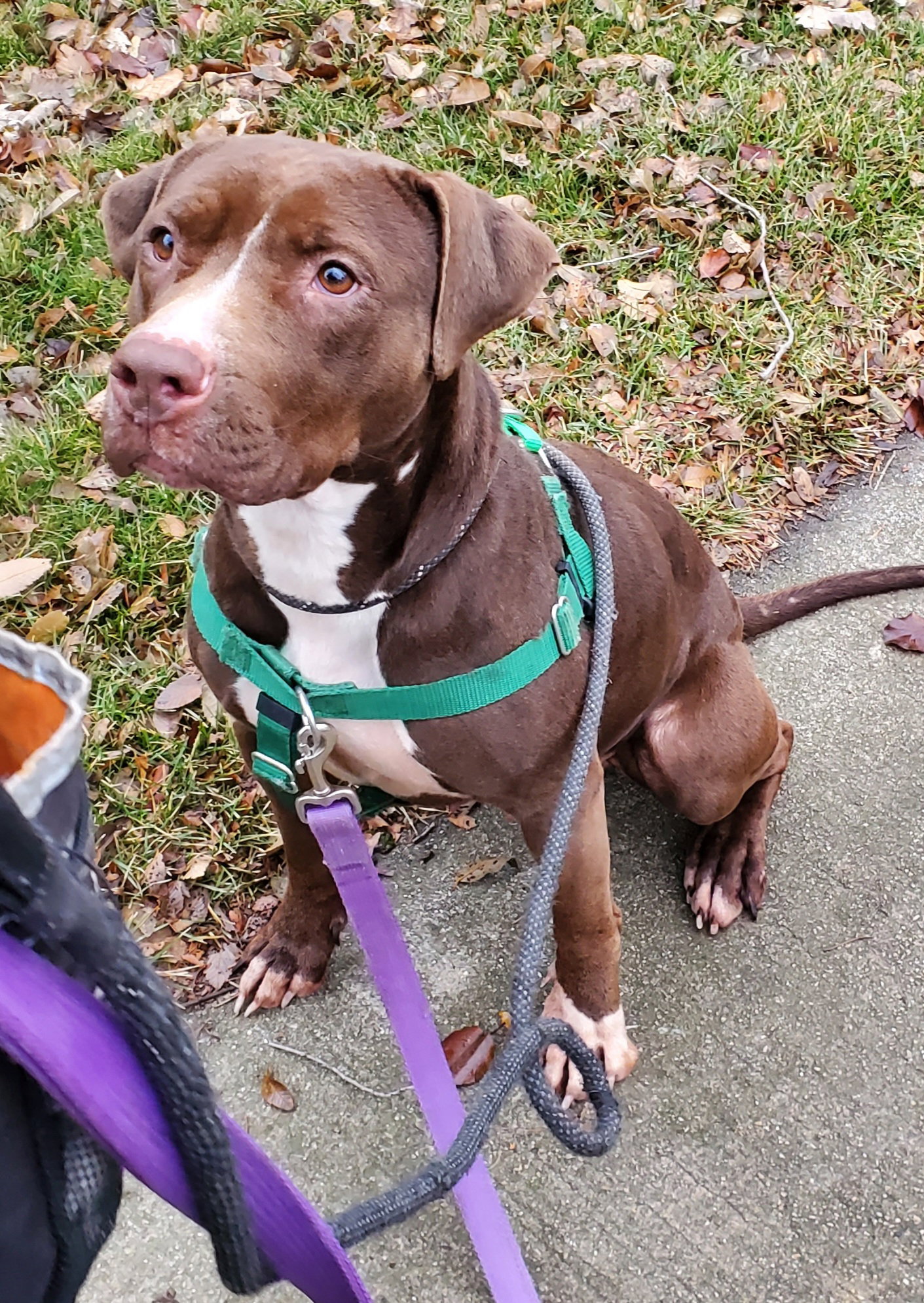 Dog for Adoption Cranberry, a Labrador Retriever in Munster, IN Alpha Paw