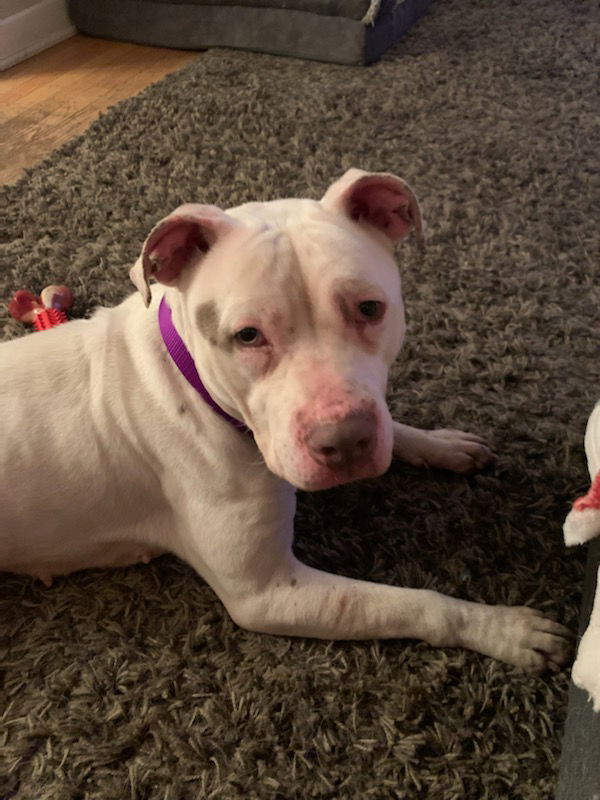 Dog for Adoption - Eggnog, a Pit Bull Terrier in Manteno, IL | Alpha Paw