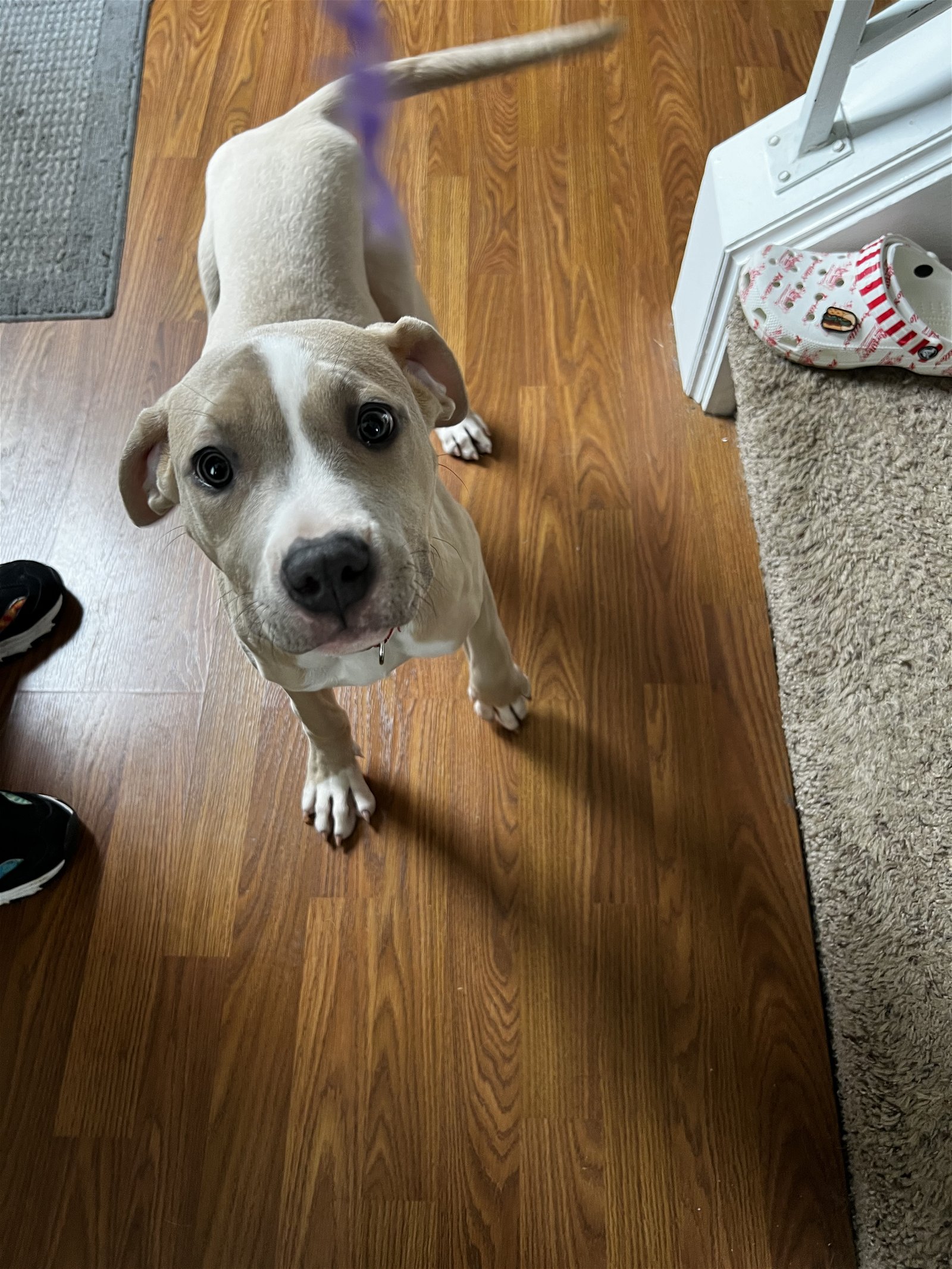 Dog for Adoption - Buttercup, a Pit Bull Terrier in Oak Brook, IL ...