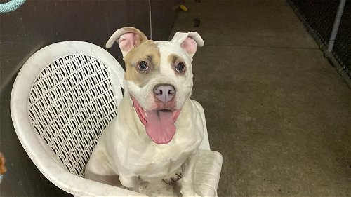 Dogs for Adoption in Kankakee, Illinois | Alpha Paw