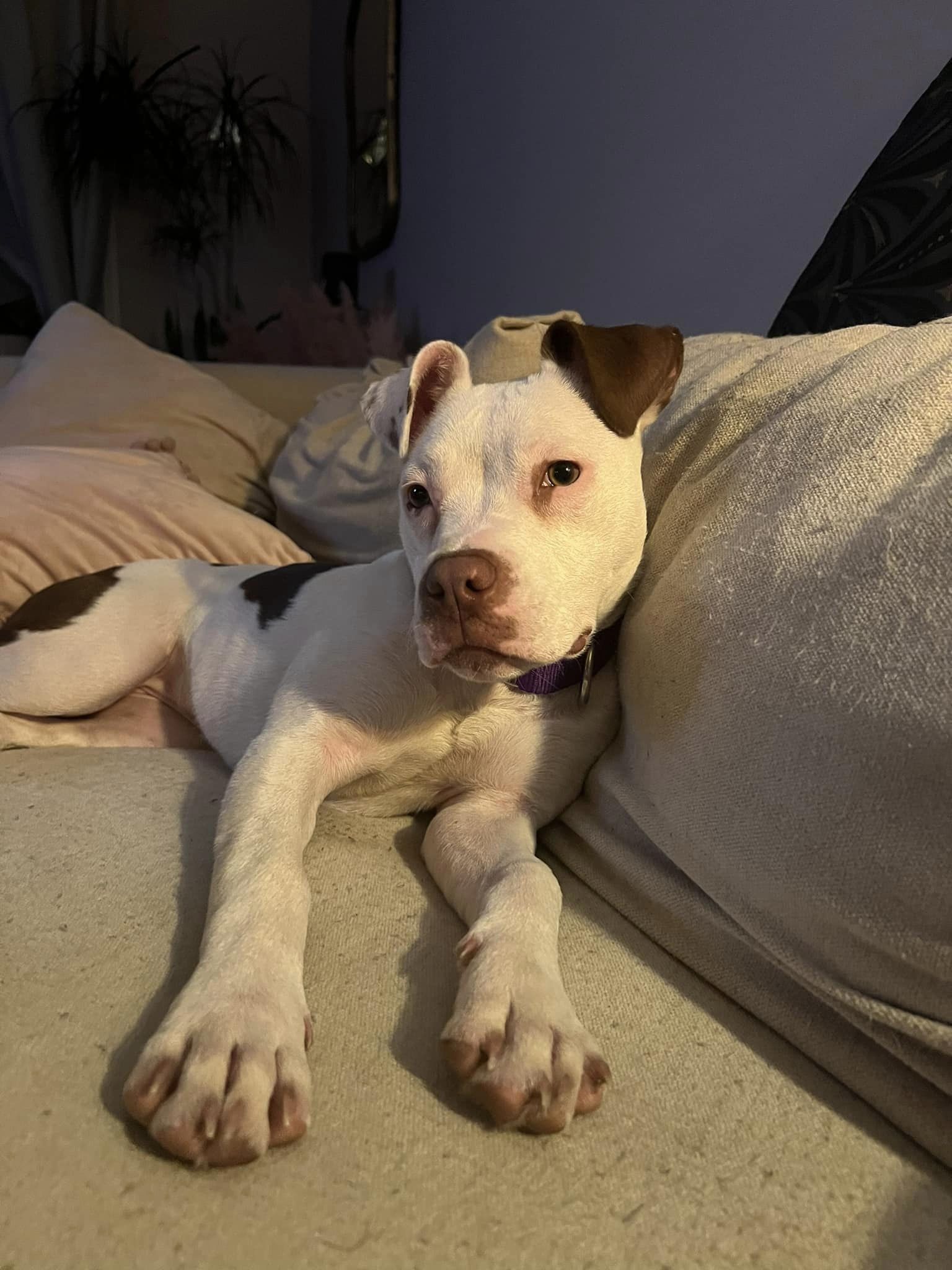 Dog for Adoption - Ella, a American Pit Bull Terrier in Orland Park, IL ...