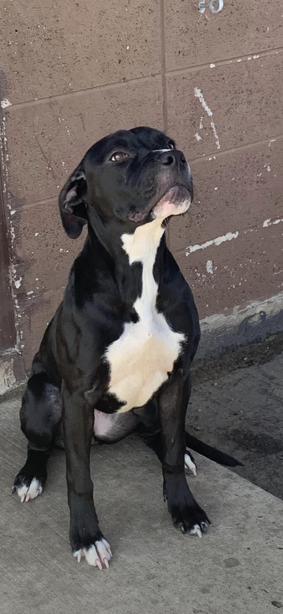 Dog for Adoption Maryland, a Pit Bull Terrier in Rosemont, IL Alpha Paw