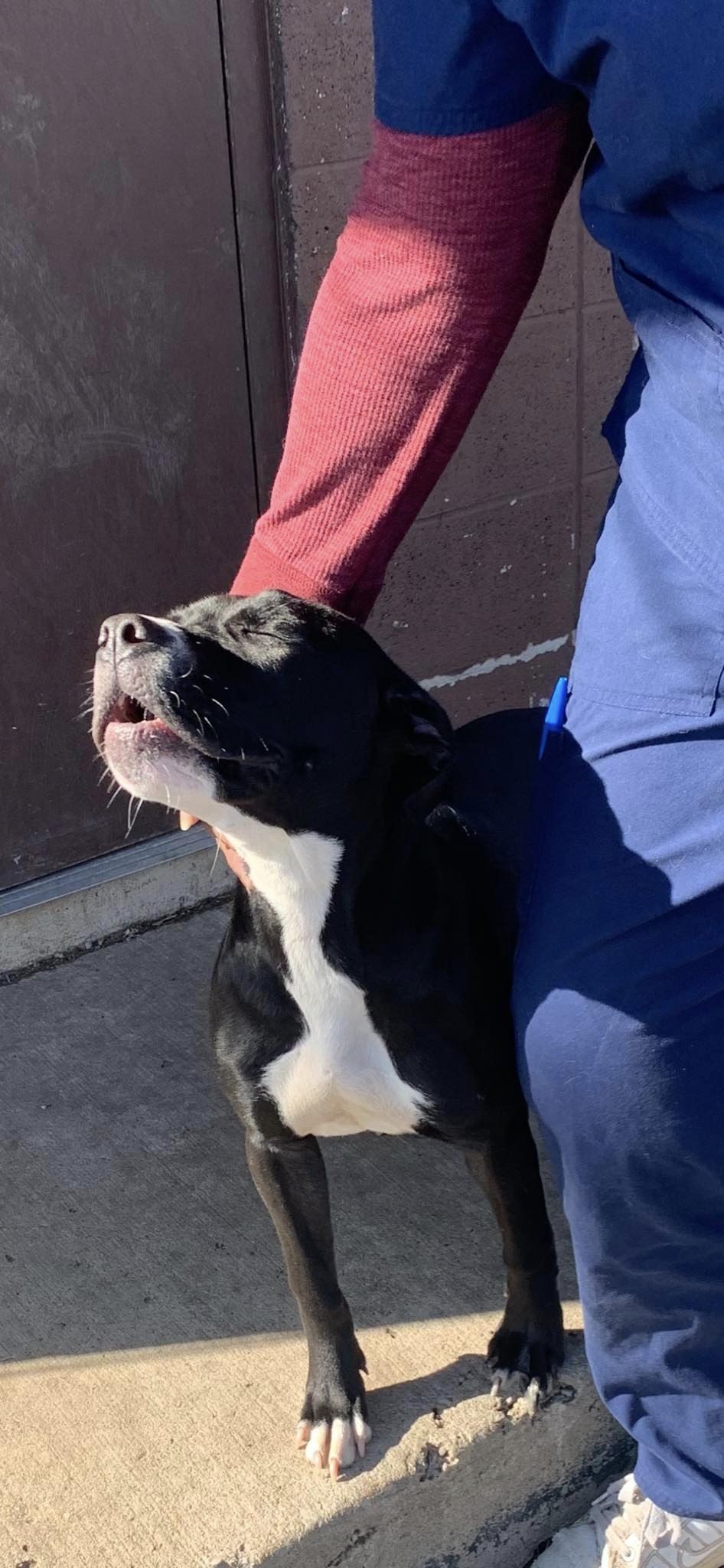 Dog for Adoption Maryland, a Pit Bull Terrier in Rosemont, IL Alpha Paw