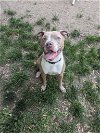 adoptable Dog in  named Camille