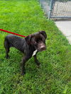 adoptable Dog in Crete, IL named Hershey