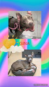 adoptable Dog in , IL named Gina