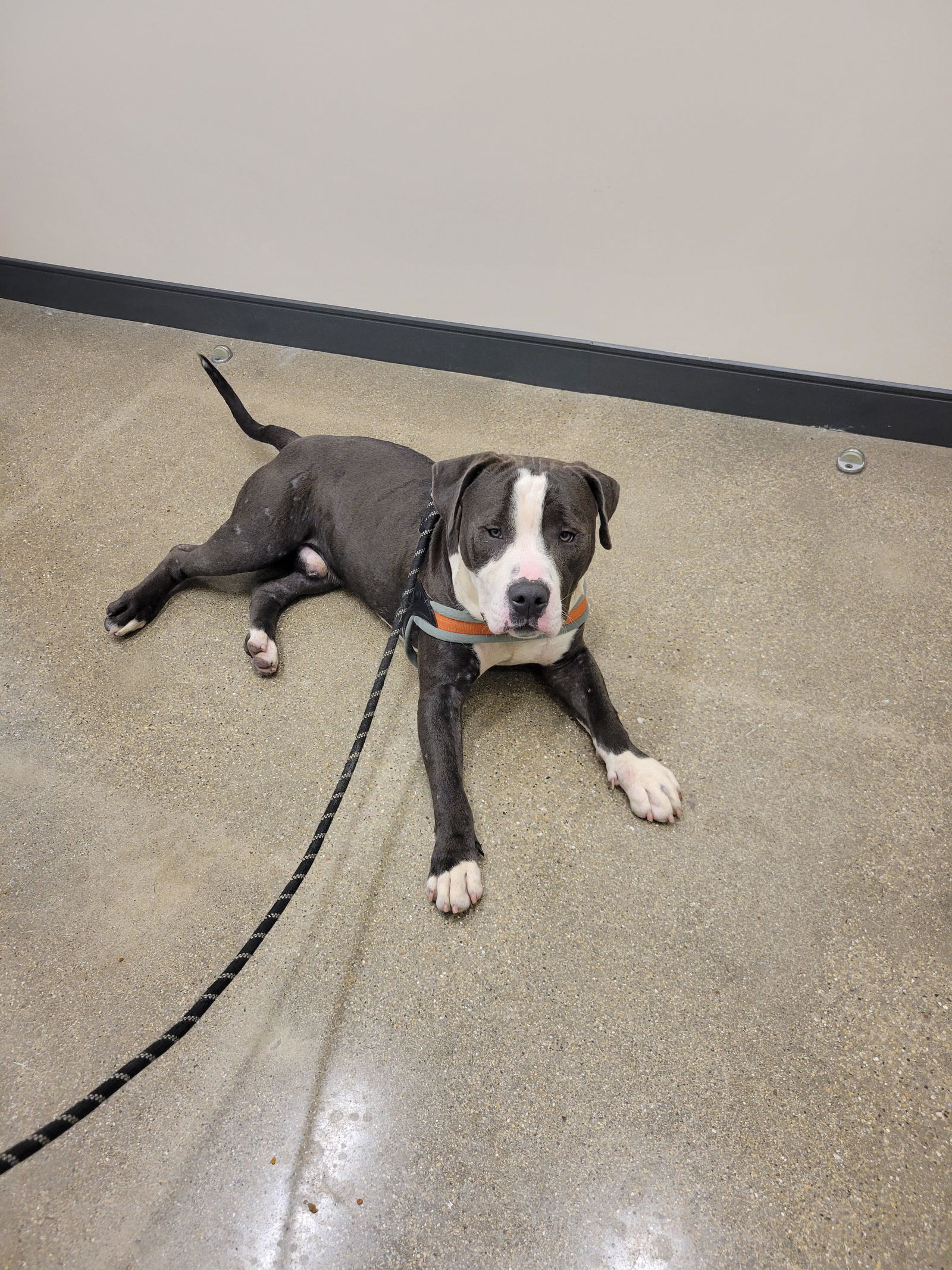 adoptable Dog in Crete, IL named Dr Gupta