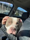 adoptable Dog in  named Callum