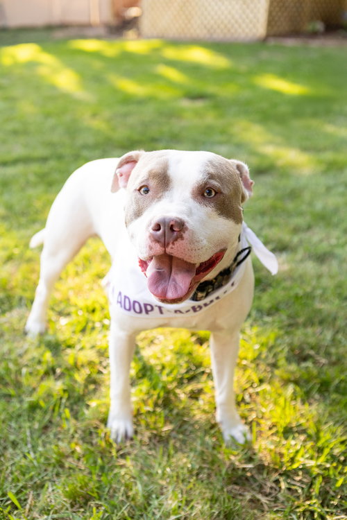 CALLUM - Pit Bull Terrier available for adoption
