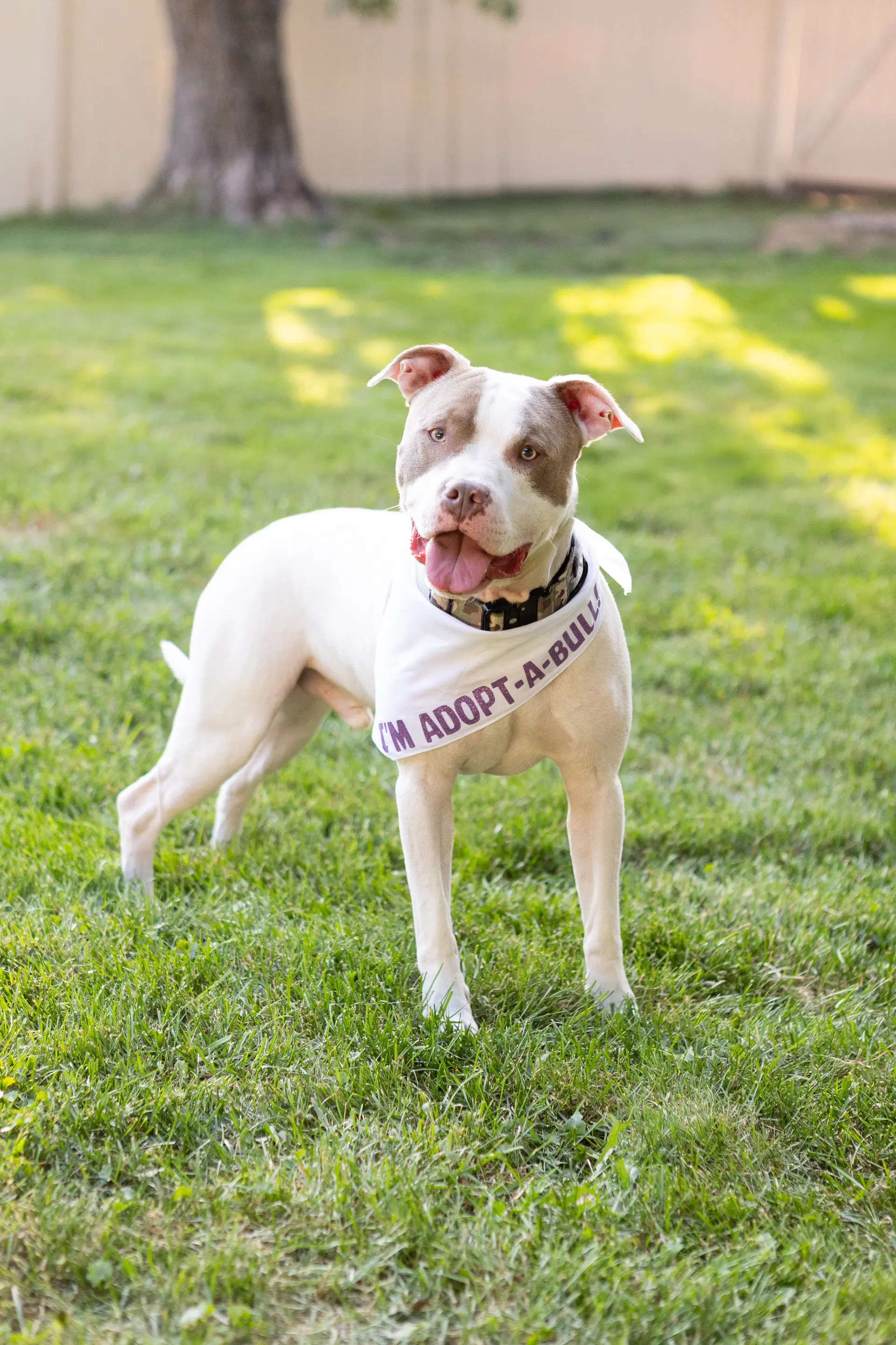 Callum - Pit Bull Terrier