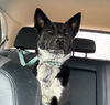adoptable Dog in  named Luna