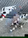 adoptable Dog in , IL named Bryce