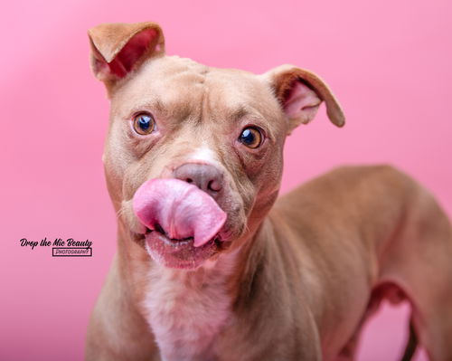 picture of the dog needing adoption