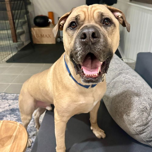 picture of the dog needing adoption