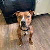adoptable Dog in  named Raphael