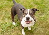 adoptable Dog in  named Doula