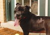 adoptable Dog in  named Puppy