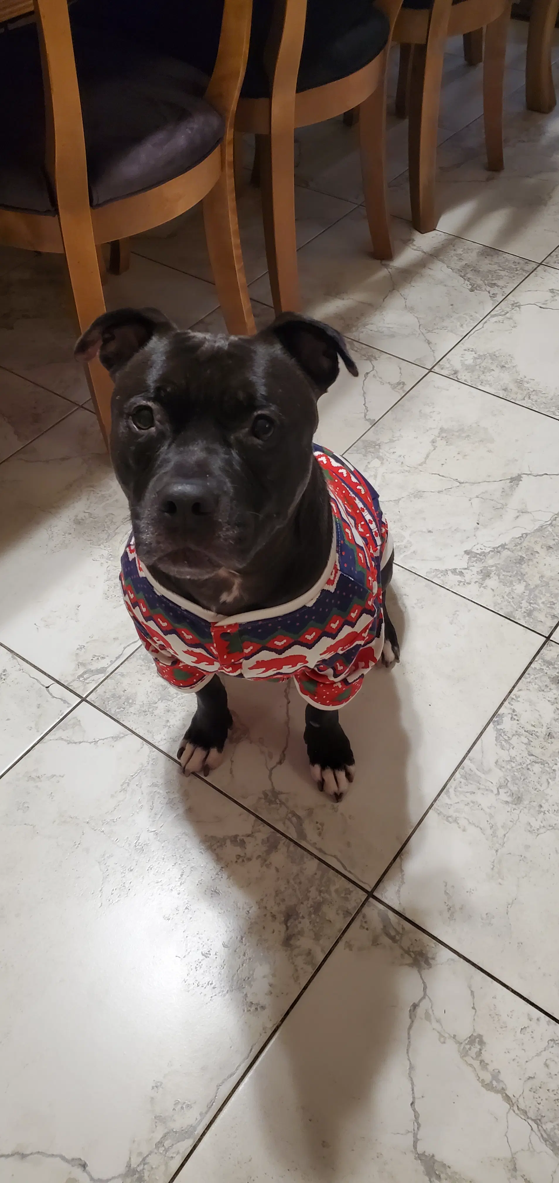 Puppy image 4