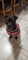 Puppy - Photo 4