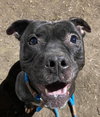 Puppy - Photo 5