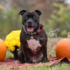 Puppy - Photo 7