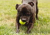 Puppy - Photo 8