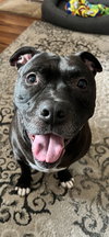 Puppy - Photo 13