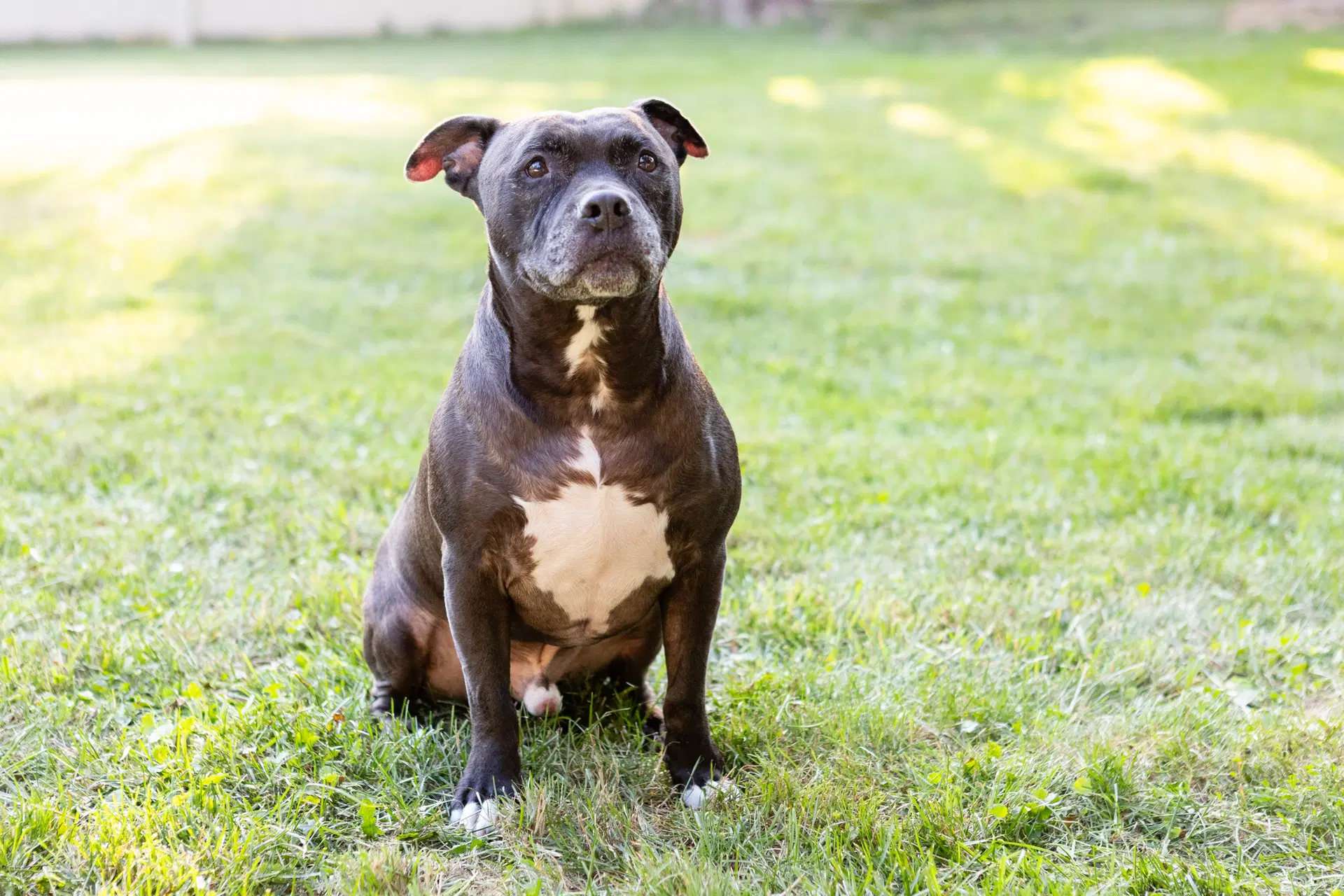 Puppy image 2