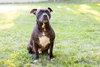 Puppy - Photo 2