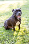 Puppy - Photo 9