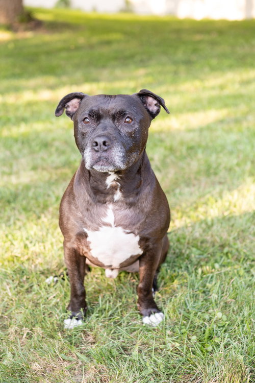 Puppy, photo 10