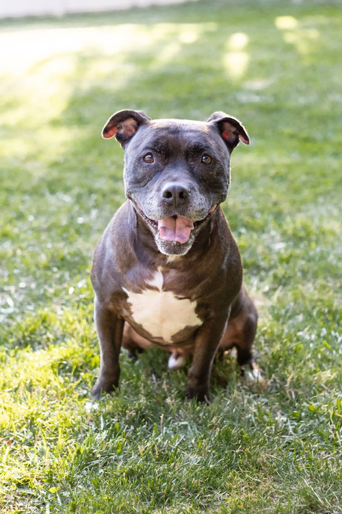 Puppy, photo 14