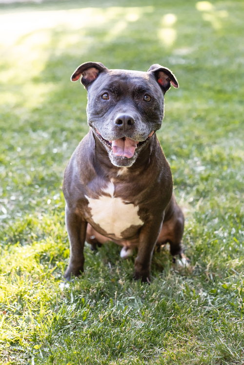 Puppy, photo 15
