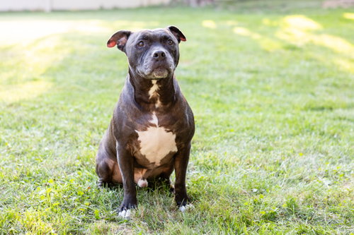 Puppy, photo 16
