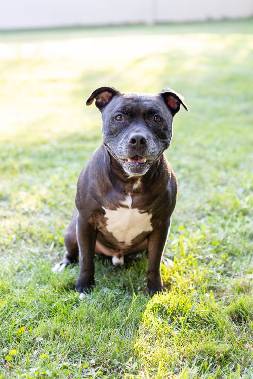 Puppy, photo 17