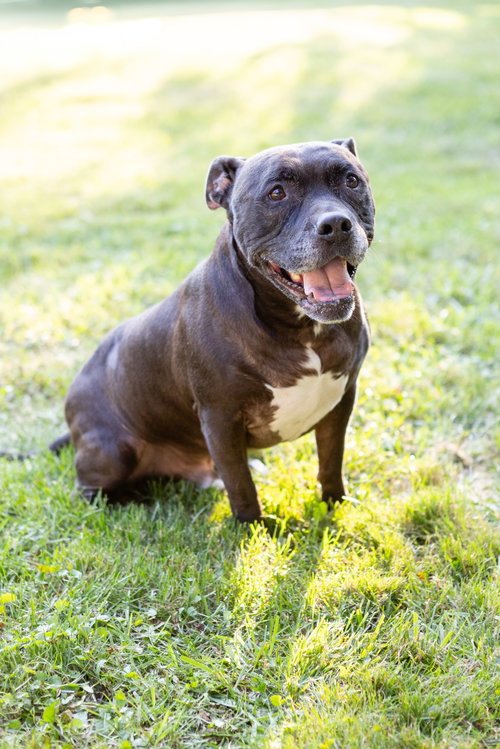 Puppy, photo 18