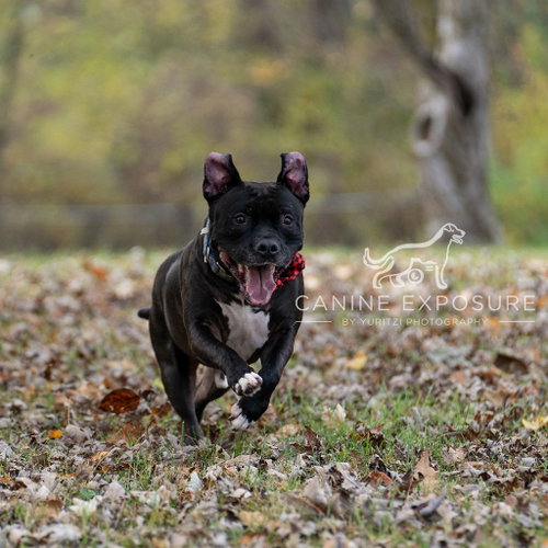 Puppy, photo 19