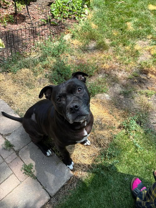 Puppy, photo 21