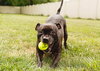Puppy - Photo 22