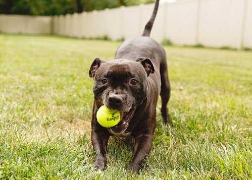 Puppy, photo 22