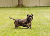 Puppy - Photo 12