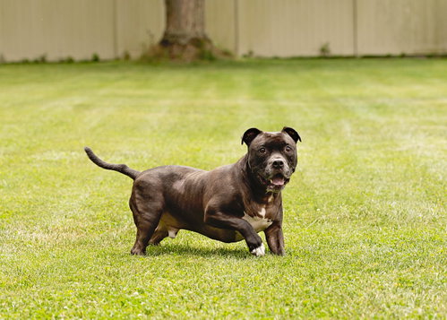Puppy, photo 12